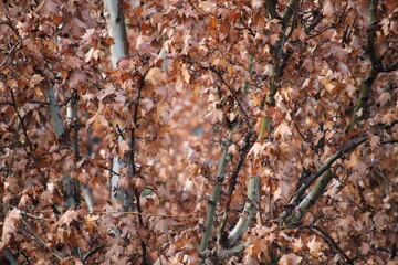 Fall Leaves 