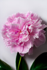 Fototapeta premium Peony