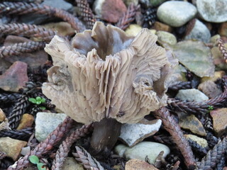 Wild Fungi on stony ground covering