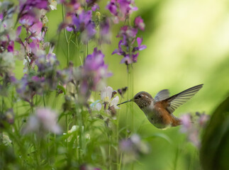 Rufous Hummingbird 3185