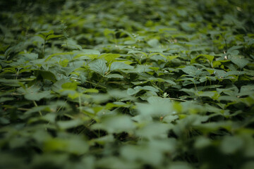 close up of a green moss