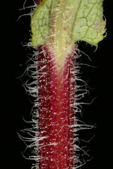 Hairy Michaelmas Daisy (Symphyotrichum novae-angliae). Stem Closeup