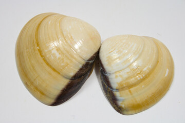 Close up of two Sea shell isolated on white background