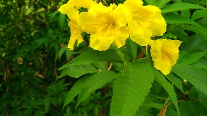yellow flowers in the garden
