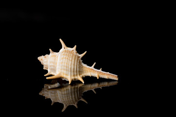 Close up Sea shell with spikes isolated on black background with reflection for science