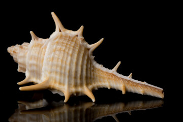 Close up Sea shell with spikes isolated on black background with reflection for science