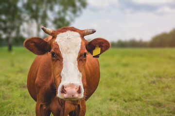 Lonely red cow in the pasture. A cow is eating grass in the field.