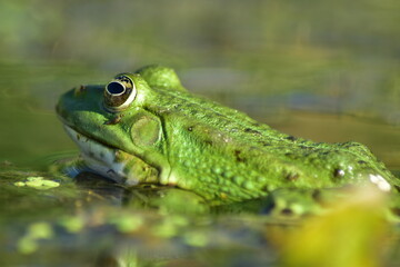 a green frog sits on seaweed on the river
