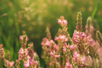 Wild pink flowers in the field. Summer wild flowers.