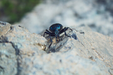 blue bug. Sherkhovaty ground beetle