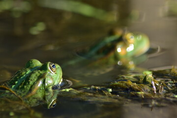 a green frog sits on seaweed on the river