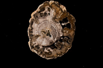 Close up of Cut of petrified, fossilized wood isolated on black background with reflection