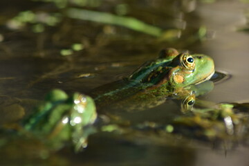 a green frog sits on seaweed on the river
