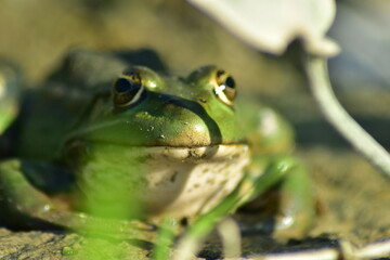 a green frog sits on seaweed on the river