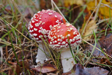 Mushroom Amanita Muscaria inedible very poisonous