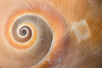 Close up spiral and curly Sea shell isolated on black background with reflection for science