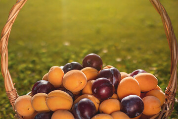 Ripe apricots and plums in a wicker basket on green grass copy space. Harvest of summer fruits.