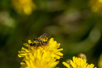 Black soldier fly, ermetia illucens, mating on a vibrant yellow dandelion flower