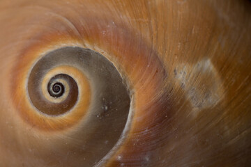 Close up spiral and curly Sea shell isolated on black background with reflection for science