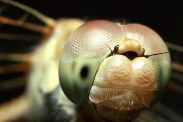Macro shots, Beautiful nature scene dragonfly. Showing of eyes and wings detail.