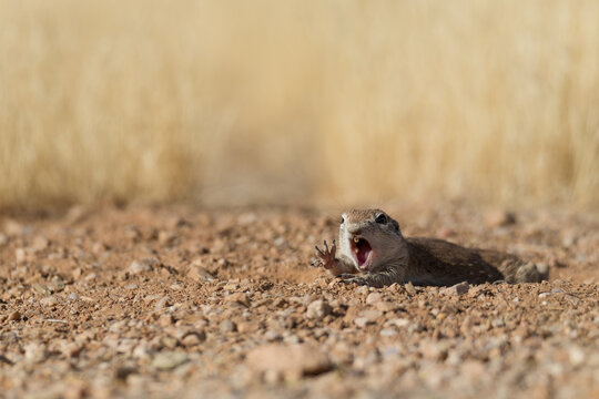 Arizona round tailed ground squirrel looking silly with open mouth face yelling and reaching for something screaming perfect funny animal meme raising hand saying pick me