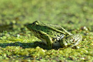 a green frog sits on seaweed on the river