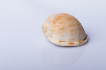 Close up Sea shell isolated on white background with reflection for science