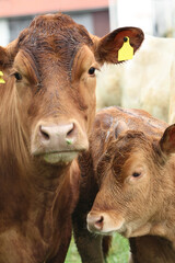 Brown cows, mother and kid on a farm