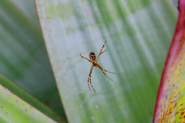 Aranha