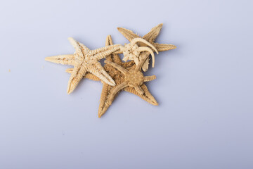Fototapeta na wymiar Close up of a set of Starfishes isolated on white background with reflection for science
