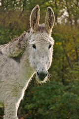 White donkey in meadow  with forest in background