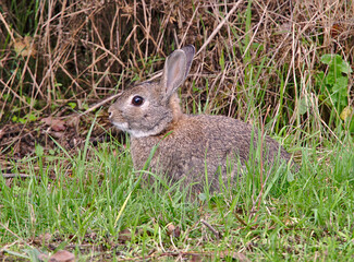 Wild rabbit sideways, calm on grass