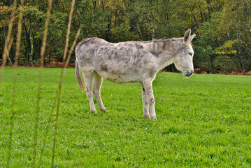 White donkey in meadow  with forest in background