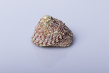 Close up Sea shell isolated on white background with reflection for science