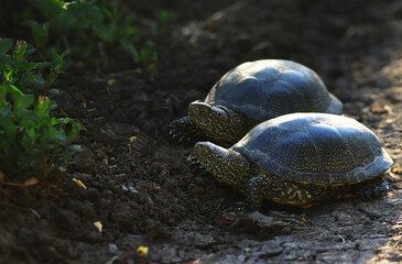 A pair of turtles try to avoid danger and go into the grass ..