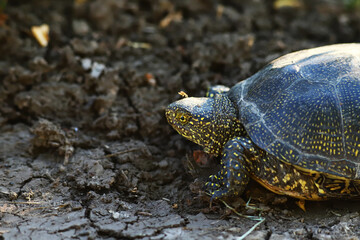 A turtle on the dry and cracked ground..