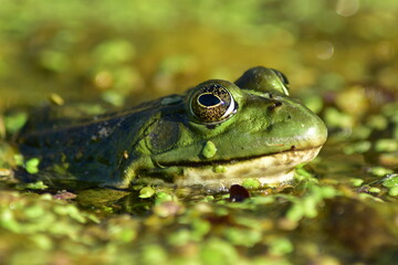 a green frog sits on seaweed on the river