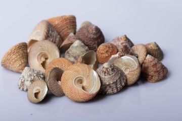 Close up of a set of Sea shells isolated on white background with reflection for science