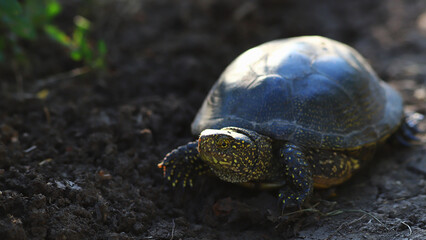 The turtle poked its head out from under its shell and took the first step forward ...