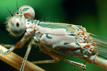 Macro shots, Beautiful nature scene dragonfly. Showing of eyes and wings detail.