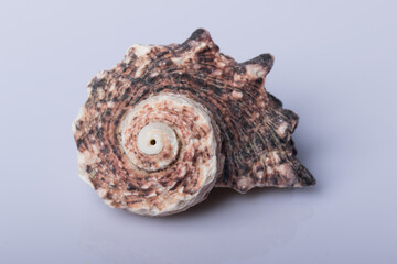 Close up of a brown spiral and curly sea shell texture isolated on white background with reflection for science