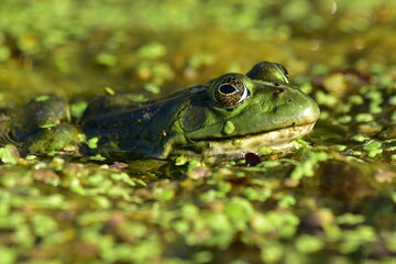 a green frog sits on seaweed on the river