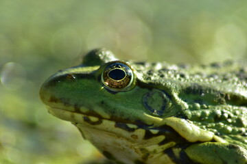 a green frog sits on seaweed on the river