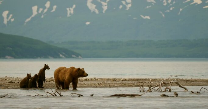 Family of brown bears hunting salmon on the Kuril Lake in Kamchatka in Russia. Kamchatka Peninsula.