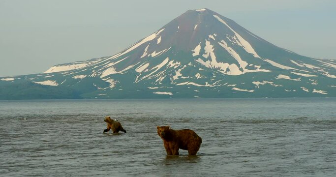 Brown bears hunting salmon on the Kuril Lake in Kamchatka in Russia. Kamchatka Peninsula.