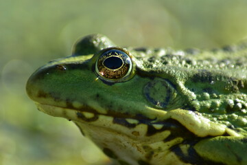 a green frog sits on seaweed on the river