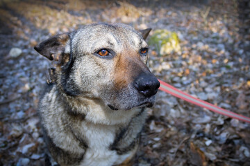 Gray dog outdoors portrait with leash