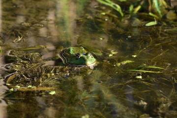 a green frog sits on seaweed on the river