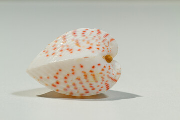 Heart shape Close up of a shell texture with white and red dots coloration