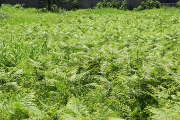 Meadow of bracken ferns (Pteridium aquilinum) © furiarossa